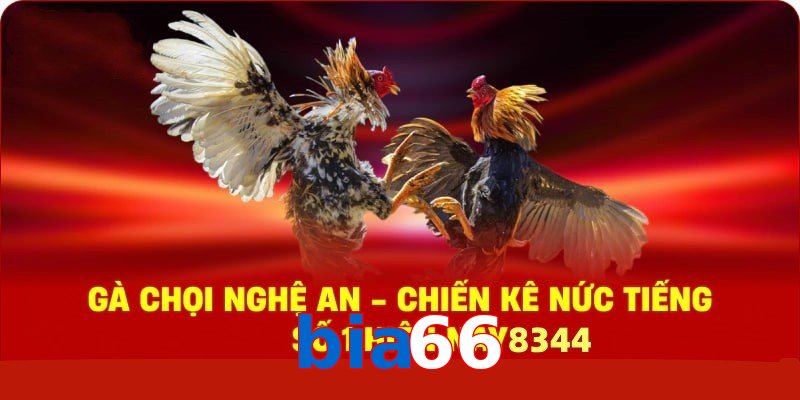 Gà Chọi Nghệ An – Chiến Kê Nức Tiếng Số 1 Hiện Nay